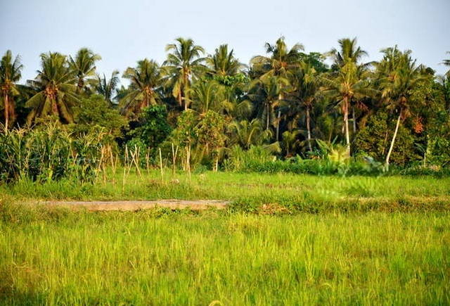 bali parks
