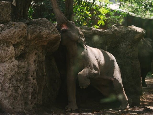 zoo in bali