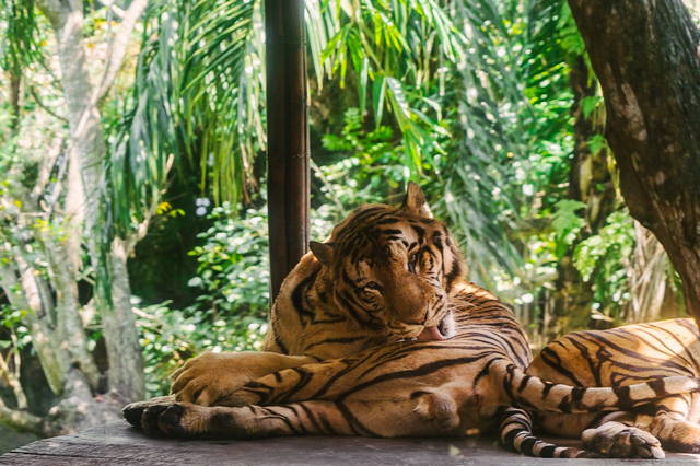 bali zoo indonesia