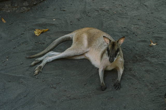zoo bali indonesia