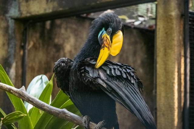 bird park bali