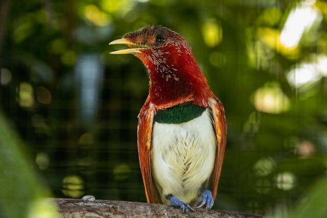 Bali Bird Park