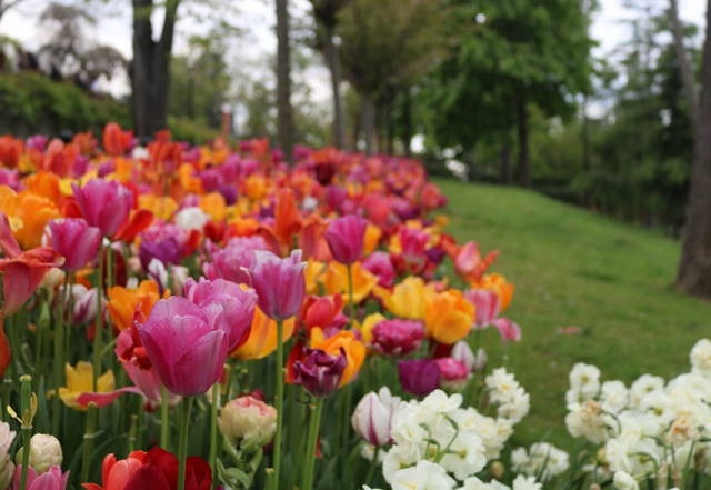 Orchid Park Indonesia Permai‬‬