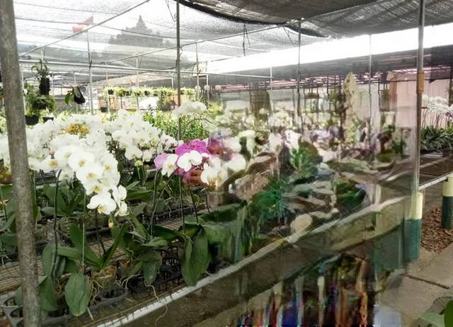 orchid paradise