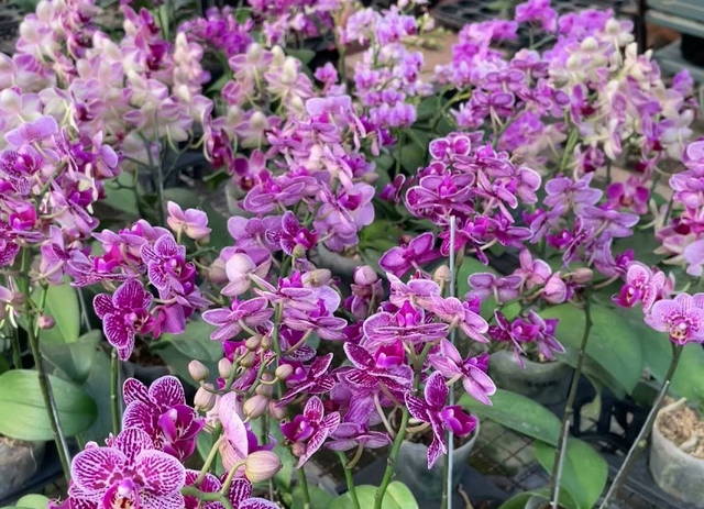 orchid jakarta