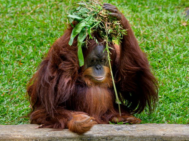ragunan zoo in jakarta