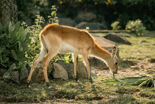 jakarta ragunan zoo
