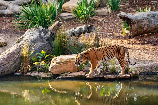 ragunan zoo jakarta
