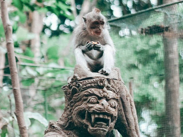 Ubud Monkey Forest