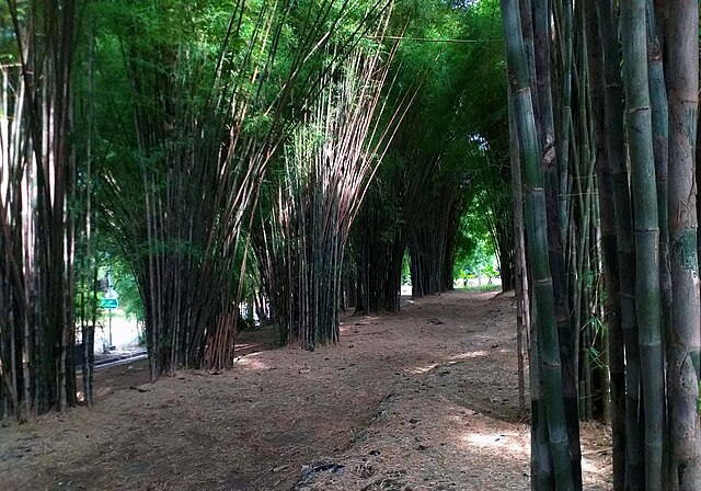 Hutan Bambu Keputih