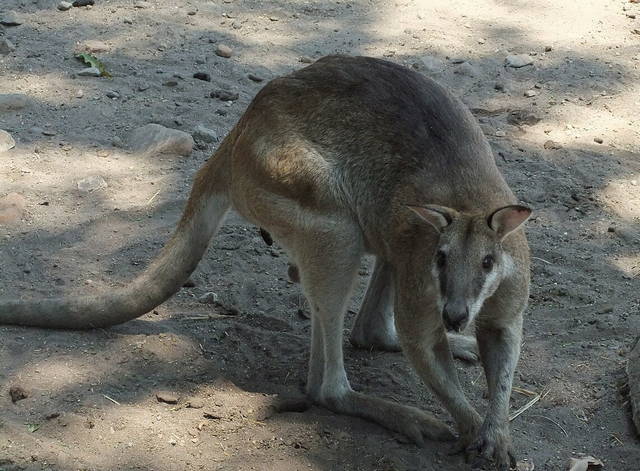 surabaya zoo in indonesia